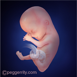 Illustration of a fetus at 12 weeks