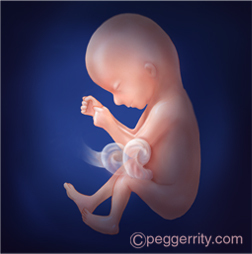 Illustration of a fetus at 16 weeks