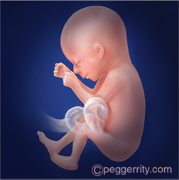 Illustration of a fetus at 20 weeks