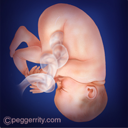 Illustration of a fetus at 39 weeks