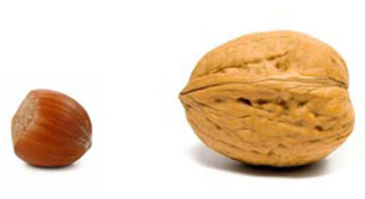 Image of a hazelnut next to a walnut.