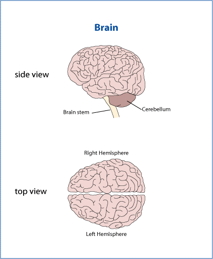 Top and side views of the brain, with the brain stem, cerebellum, and left and right hemispheres labeled.