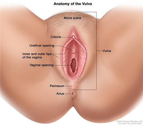 Diagram of the vulva. The following are labeled: Vulva, mons pubis, clitoris, urethral opening, inner and outer lips of the vagina, vaginal opening, perineum, anus.